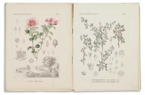 Haynald [Lajos] : Des plantes qui fournissent les gommes et les résines mentionnés dans les livres saints. 1894 Budapest 