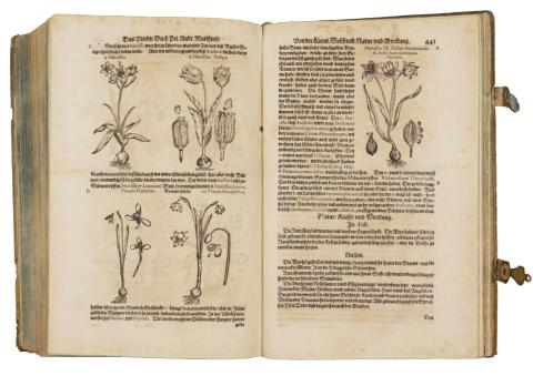 Mattioli, Pietro Andrea: Kreutterbuch.  1626 Frankfurt am Main, W. Hoffman für J. Fischer Erben  