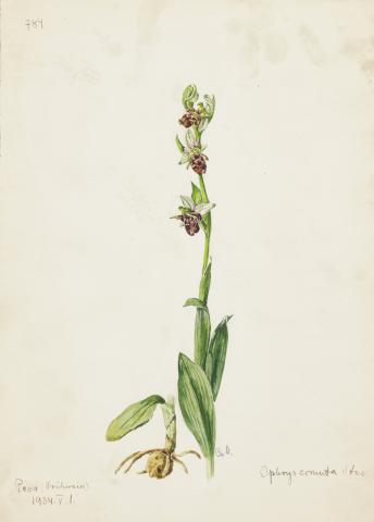 Csapody Vera: Ophrys cornuta [ növény rajz, színes tempera] 1934  