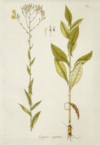 Kitaibel [Pál], Paulus - Waldstein, Franciscus: Descriptiones et icones plantarum rariorum Hungariae [I. kötet, 1-17. metszet] 1799 Viennae, Matthias Andreas Schmidt 