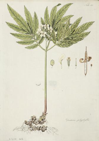 Kitaibel [Pál], Paulus - Waldstein, Franciscus: dentaria polyphylla - soklevelű fogasír [színezett rézmetszet]   