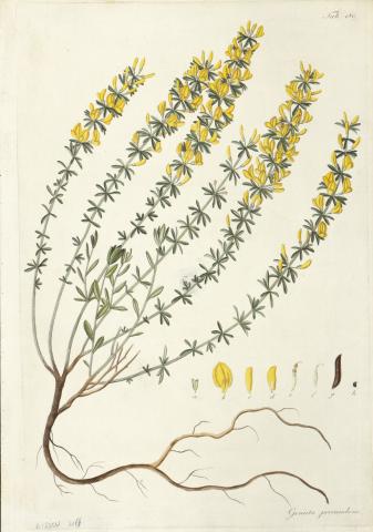 Kitaibel [Pál], Paulus - Waldstein, Franciscus: genista procumbens - kúszó zanót [színezett rézmetszet]   