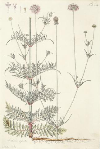 Kitaibel [Pál], Paulus - Waldstein, Franciscus: scabiosa agrestis - szántóföldi ördögszem  [színezett rézmetszet]   