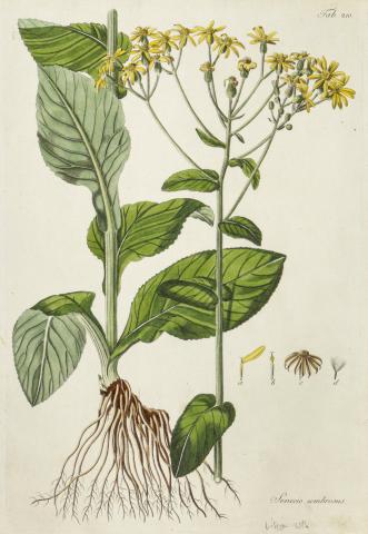 Kitaibel [Pál], Paulus - Waldstein, Franciscus: senecio umbrosus - nagy aggófű  [színezett rézmetszet]   