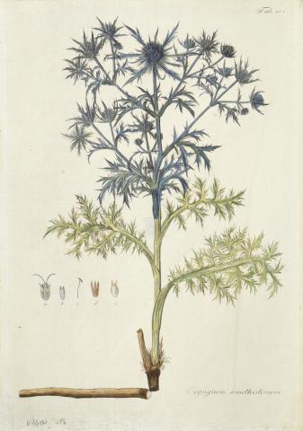 Kitaibel [Pál], Paulus - Waldstein, Franciscus: eryngium amethistinum - havasi iringó  [színezett rézmetszet]   