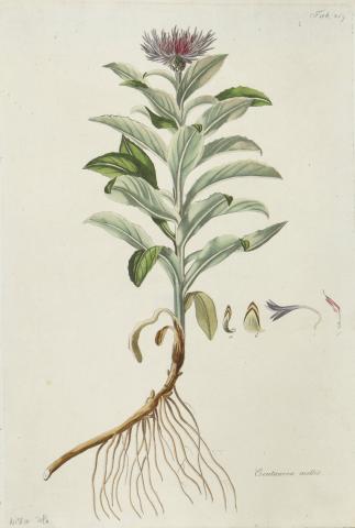 Kitaibel [Pál], Paulus - Waldstein, Franciscus: centaurea mollis - szirti imola [színezett rézmetszet]   