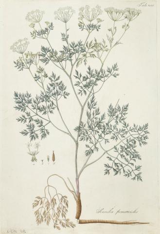 Kitaibel [Pál], Paulus - Waldstein, Franciscus: scandix fumarioides - zamatos turbolya [színezett rézmetszet]   