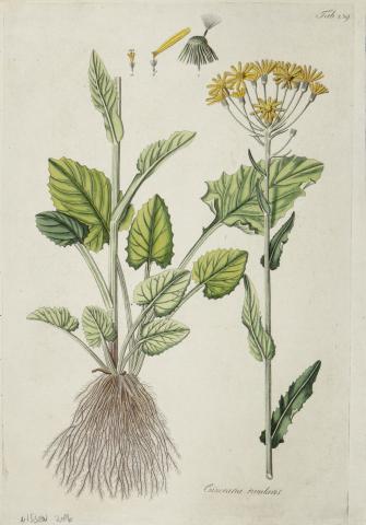 Kitaibel [Pál], Paulus - Waldstein, Franciscus: cineraria rivularis - csermelyaggóvirág [színezett rézmetszet]   