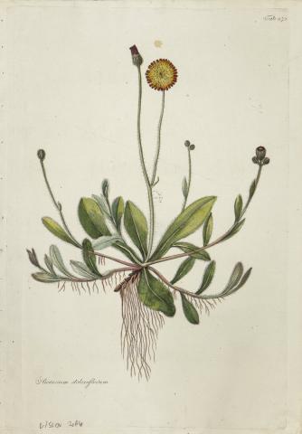 Kitaibel [Pál], Paulus - Waldstein, Franciscus: anthericum sulphureum – ágas homokliliom [színezett rézmetszet]   