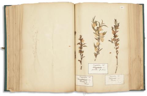 Növénytár a tengertúli és külföldi növényekből melyeket a rátóti kastélykertben tenyésztik I-II. kötet. Növénytár a Magyarország növényrajzából Vácz környékéből. I-II. kötet. Gyűjtötte és összeállította Band Vilmos, Rátót.   hn. én. nyn. 