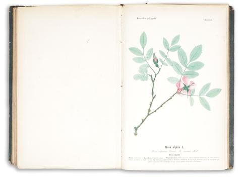 Perini, Carlo e Agostino : Flora dell’ Italia settentrionale rappresentata colla fisiotipia. Dai fratelli Dott. --. Centuria prima.  1855 Trento 