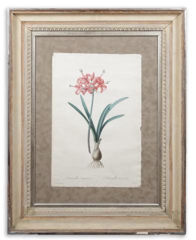 Redouté, Pierre-Joseph : Guernsey Liliom. Les Liliacées, Amyryllis Sarniensis   