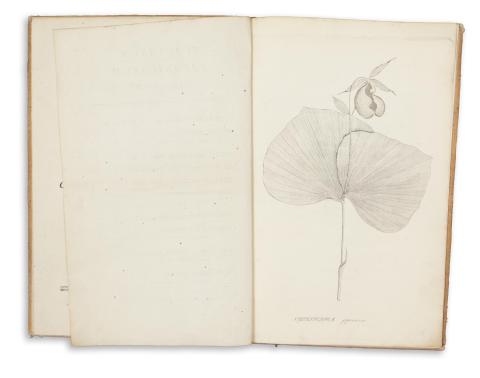 Thunberg, Carolus Petrus [Carl Pehr] : Icones Plantarum Japonicarum, quas in insulis Japonicis annis 1775 et 1776 collegit et descripsit. Decas prima. 1794 Upsaliae [Uppsala] 