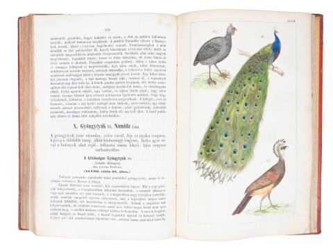 Hanák Ker[esztély] János : Az emlősök és a madarak képes természetrajza vagyis azoknak természethű képekkel ellátott rendszeres leírása  Pesten, 1853, Hartleben 
