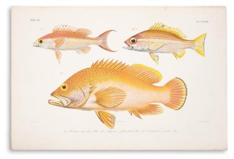 Bleeker, Pieter  : Atlas ichthyologique des Indes orientales néêrlandaises [1 tábla Chromolith]  Amsterdam, 1875-1876, Frédéric Muller 