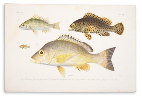 Bleeker, Pieter  : Atlas ichthyologique des Indes orientales néêrlandaises   Amsterdam, 1875-1876, Frédéric Muller 