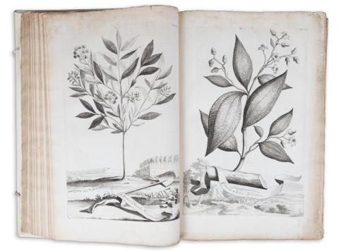 Munting, Abraham: Naauwkeurige Beschryving der Aardgewassen  Leiden - Utrecht, 1696. Pieter van der Aa - François Halma,  