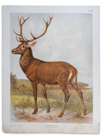 Szarvasbika. Kőnyomatos plakát. [Deer, Hirsch]  Prag, [1906] A. Haase, KuK Hoflithograf 