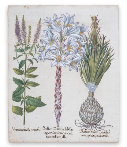 Besler, Basilius: Veronica recta carnlea [et] Sultan Zambach Martagon Constantinopolitanum flore albo [et]  Bulbus Sultan Zambach cuminfeunipartecaulis  [Nürnberg, ca. 1613.] 