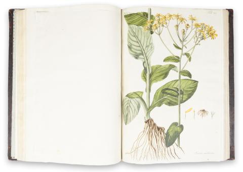 Kitaibel [Pál], Paul[us] -- Waldstein, Francisc[us]: Descriptiones et icones plantarum rariorum Hungariae. Vol. I-III.  Viennae, 1803-1805. Matthias Andreas Schmidt.  