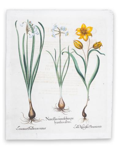 Besler, Basilius: Narcissus iuncifolius polyanthos albus, Lilio Narcißus Bononiensis, Leucoium Bulbosum minus  [Nürnberg, ca. 1613.] 