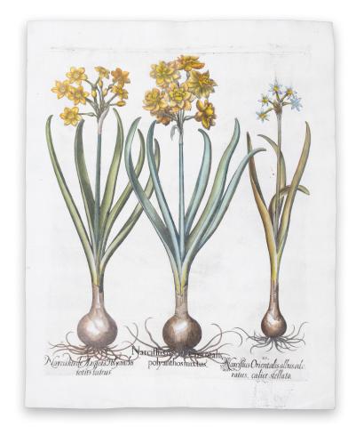 Besler, Basilius: Narcissus nobilis Orientalis polyanthos mixtus [et] Narcissus de Argiers Polyanthos totus luteus [et] Narcissus Orientalis albusodo ratus calice stellato  [Nürnberg, ca. 1613.] 