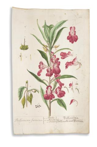 Blackwell, Elizabeth - Trew, Christoph Jacob: Balsamina foemina / Balsamkraut Weiblein  Nürnberg 1750-1773. Fleischmann  