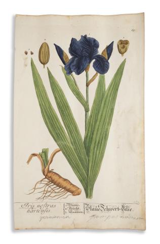 Blackwell, Elizabeth - Trew, Christoph Jacob: Iris nostral hartensis / Blaue Schwert-Lilie  Nürnberg 1750-1773. Fleischmann 