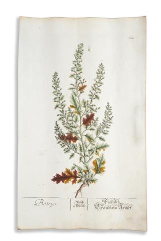 Blackwell, Elizabeth - Trew, Christoph Jacob: Botrys / Frembd Fraulein Kraut    Nürnberg 1750-1773. Fleischmann 